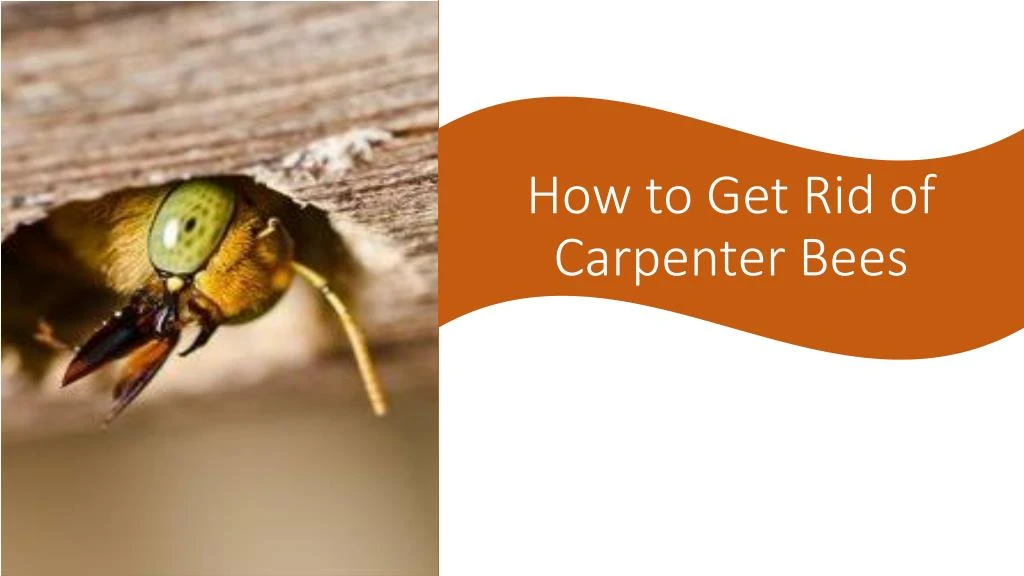 how to get rid of carpenter bees